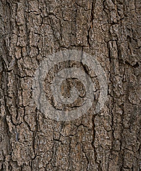 Bark tree texture blank for design
