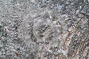 Bark of tree, texture brackground