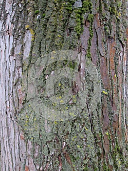Bark of tree.