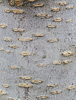 Bark tree texture, tree bark for background use