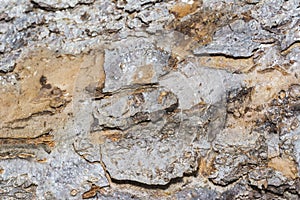 Bark tree texture, tree bark for background use