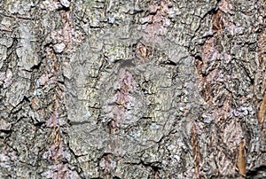 Bark tree texture, tree bark for background use