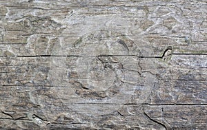 Bark tree texture, tree bark for background use