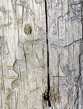 Bark tree texture, tree bark for background use