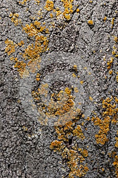 The bark of the tree, the texture of the wood, overgrown with moss. The bark of a thick deciduous tree can be seen as a delicate