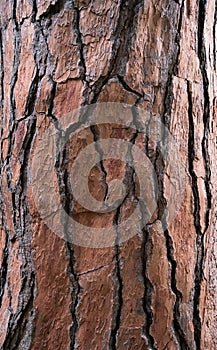 Bark tree textured