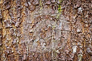 Bark of a tree that traces cracking