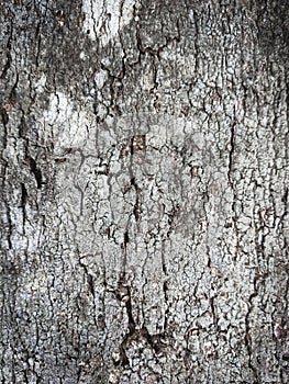 Bark of a tree.Tree bark texture.Wooden rough texture photo