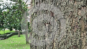 Bark of a tree trunk close-up in a park with trees and grass on a city street