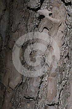 The bark of a tree trunk close-up.Shadow at sunset