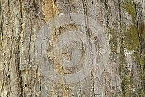 bark of a tree trunk detail or background