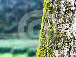 Bark tree trunk with green moss and lichen isolated with green field background, selective focus on tree soft-background.