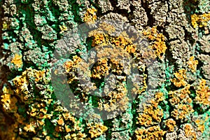 Bark of a tree trunk