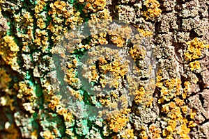 Bark of a tree trunk photo