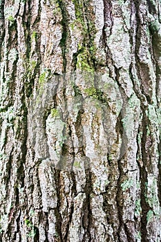 Bark Tree Trunk Texture and Background