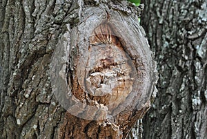 bark tree wood lines brown textured texture knots betas on wood