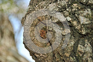 bark tree wood lines brown textured texture knots betas on wood