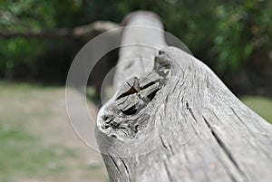 bark tree wood lines brown textured texture knots betas on wood