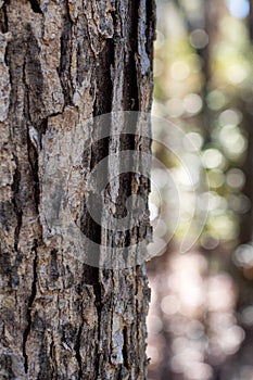 Bark of a Tree in the Woods Close Up