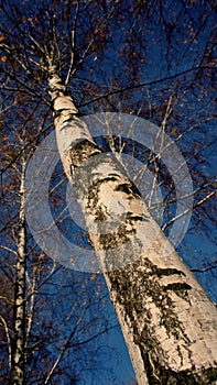 Bark and trunk of a birch