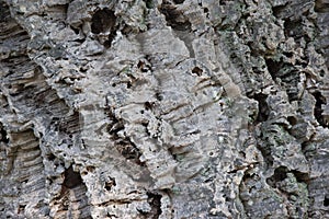 Bark of the trunk of a cork tree