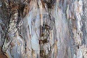 Eucalyptus tree trunk, background or texture