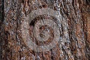 Bark on the trunk of a large tree