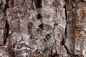 Bark trunk of a large tree, background, texture