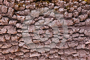 BARK OF THE TRUNK OF AN OLD OAK SHAPED BY TIME