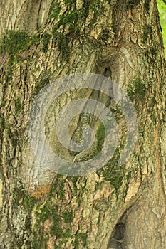 The bark of the trunk of an old tree. Russia.