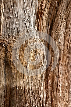 Bark of Tule tree photo