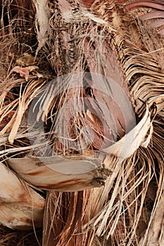 Bark upclose