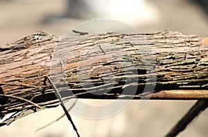 Bark of a vine grape close-up. Texture, background.