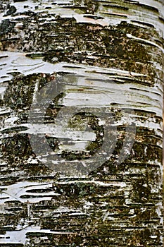 The Bark of a White Birch Tree