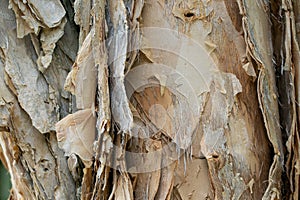 Bark of a white paperbark, Melaleuca leucadendra