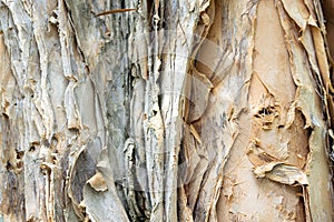 Bark of a white paperbark, Melaleuca leucadendra