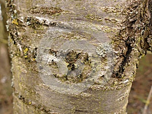 Bark of a wild cherry tree