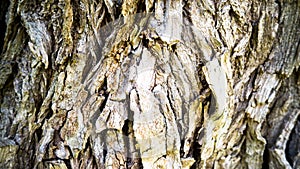 Bark of a willow tree