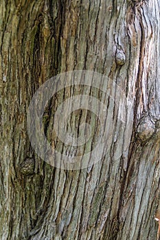 Bark wood texture