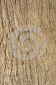 Bark Wood Texture for Background