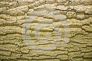 Bark wood texture close up tree, brown, green, background wallpaper