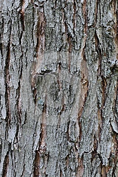 Bark wood texture of silver maple tree, latin name Acer Saccharinum