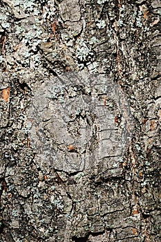 Bark wood texture of small-leaved lime tree Tilia Cordata