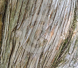 Bark wood texture