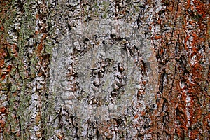 Bark wood texture of tulip tree of american tulip tree, also called whitewood, latin name Liriodendron Tulipifera