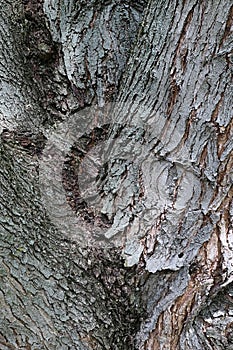 Bark wood texture of twin trunk of silver maple tree, latin name Acer Saccharinum