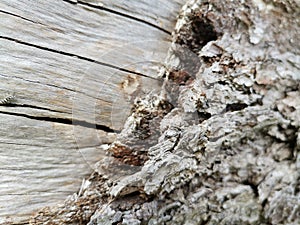 Bark wood tree nature Forrest