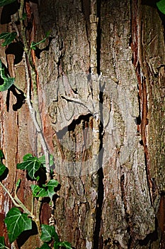 Bark wood trunk texture of dawn redwood, latin name Metasequoia Glyptostroboides with leaves and stalk of climbing common ivy Hede