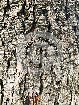 Bark of a woody plant on which there is already a small amount of moss, mold and fungi.