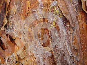 The bark of young pines is beautiful with small droplets of resin